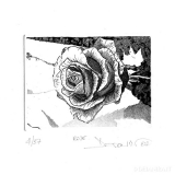 Deianira, calcografia-Rose